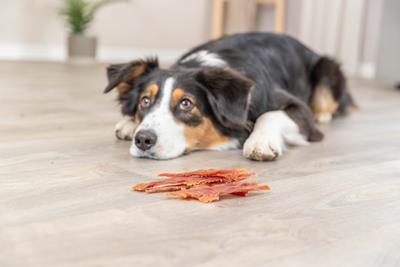 PHO_IMAGE_DOG_Australian-Shepherd-Emma-Snack-1.jpg