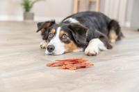 PHO_IMAGE_DOG_Australian-Shepherd-Emma-Snack-1.jpg