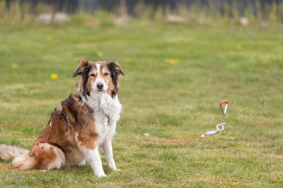 PHO_PRO_DOG_2259-6.jpg