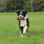 PHO_PRO_DOG_32192-3.jpg