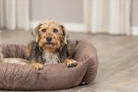 PHO_PRO_DOG_37774-37775-37776-37777-1.jpg