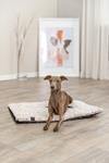 PHO_PRO_DOG_384000-384001-384002-4.jpg