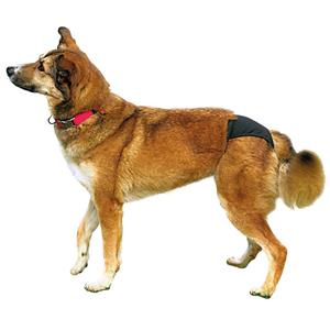 PHO_PRO_DOG_CLIP_23490-24491-23492-23493-23494-23495-1.jpg